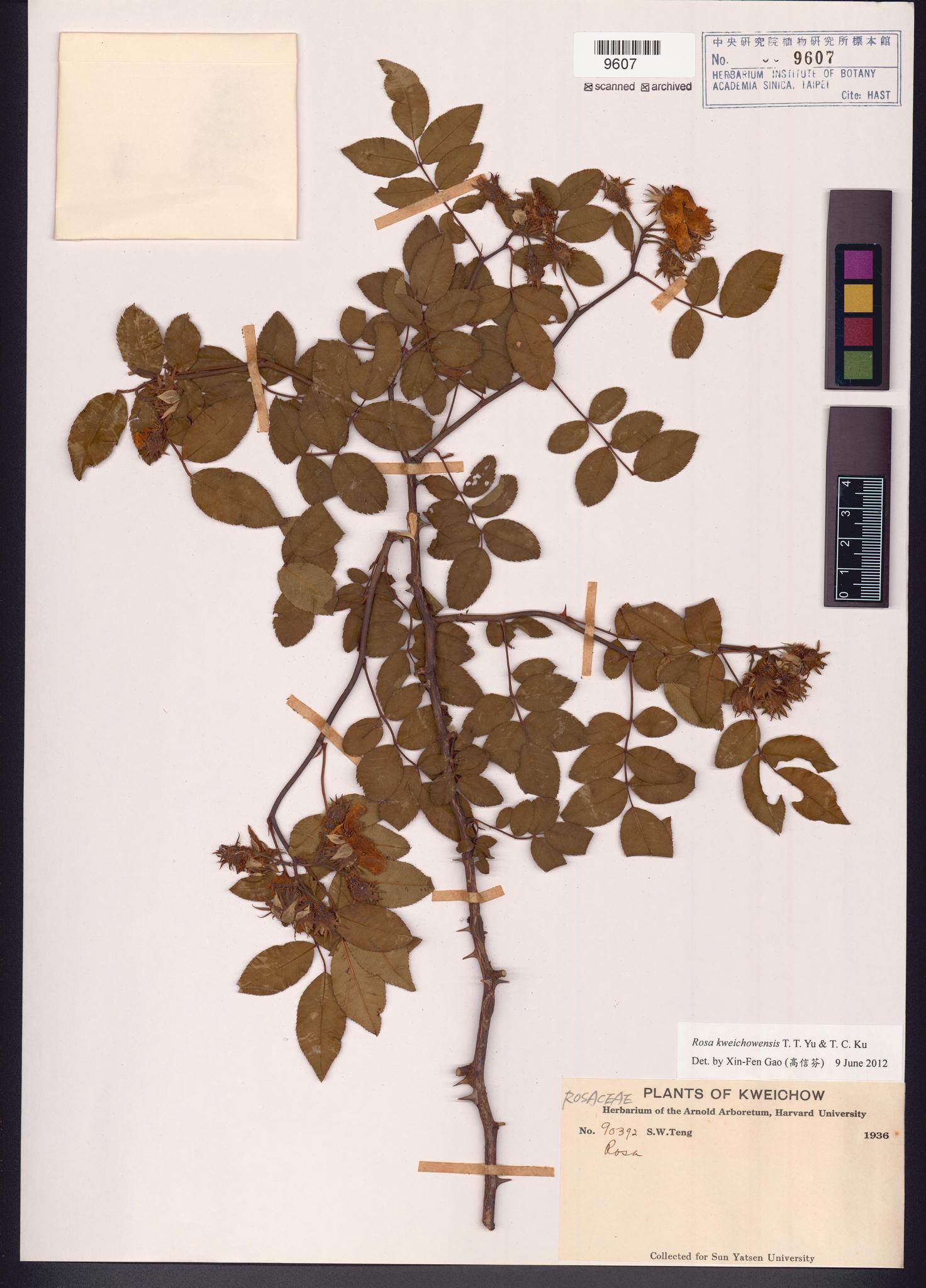 Sample image for viewer