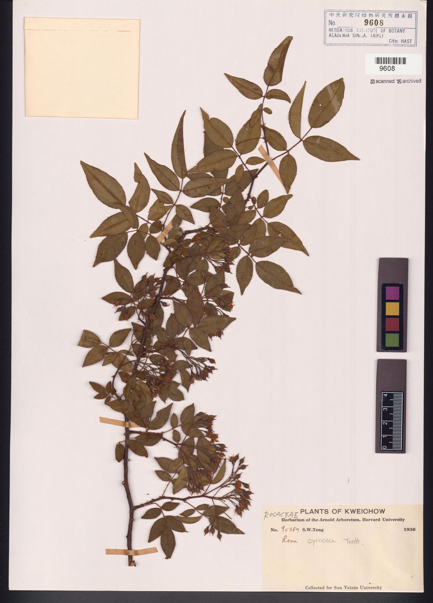 Sample image for viewer