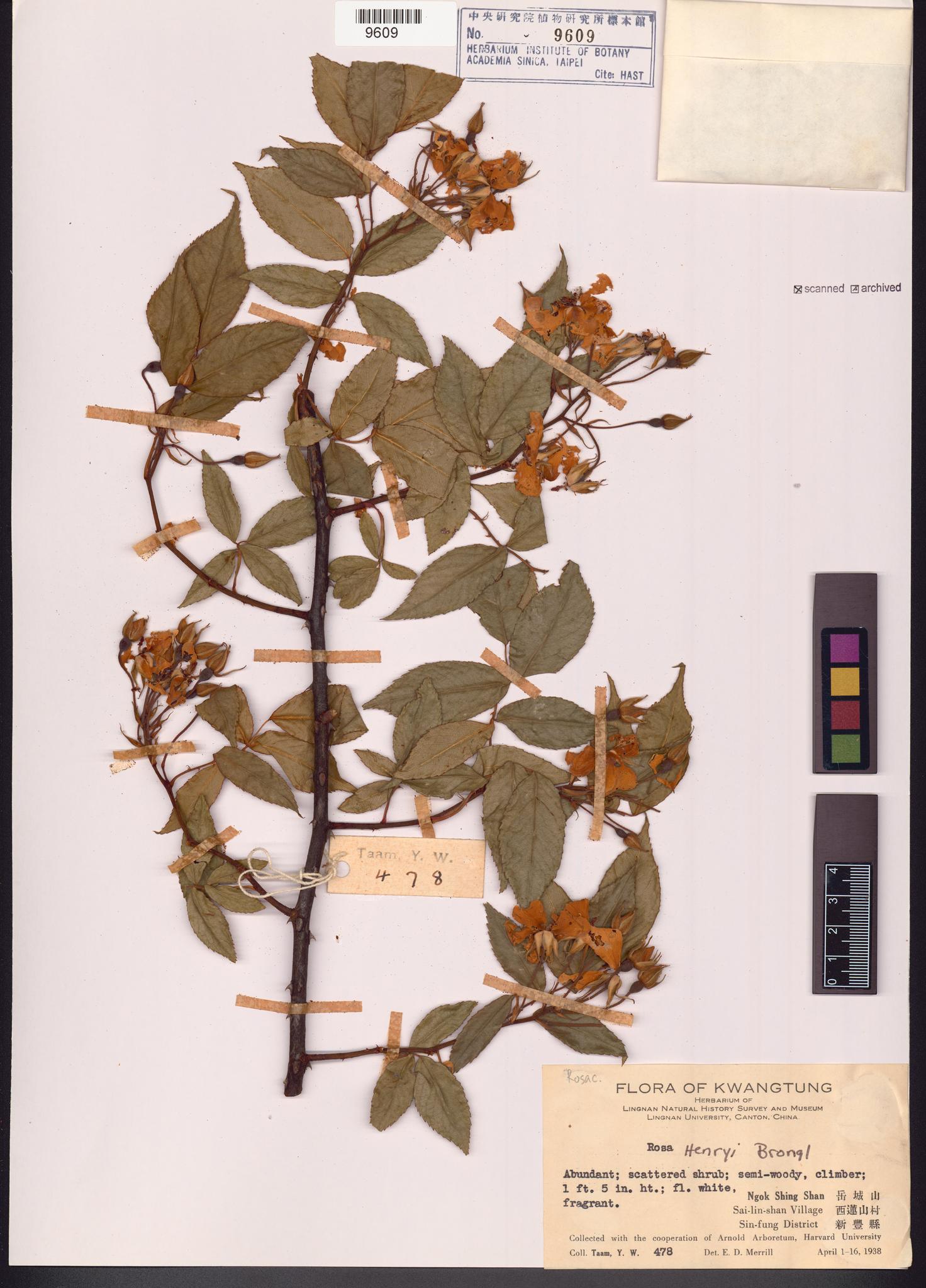 Sample image for viewer