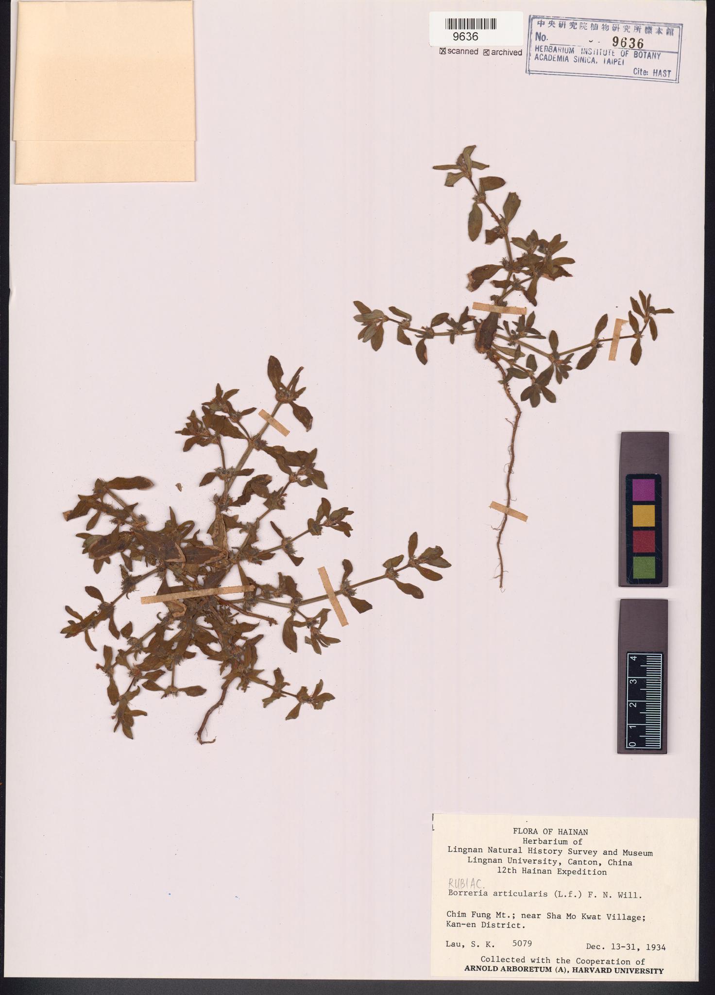 Sample image for viewer