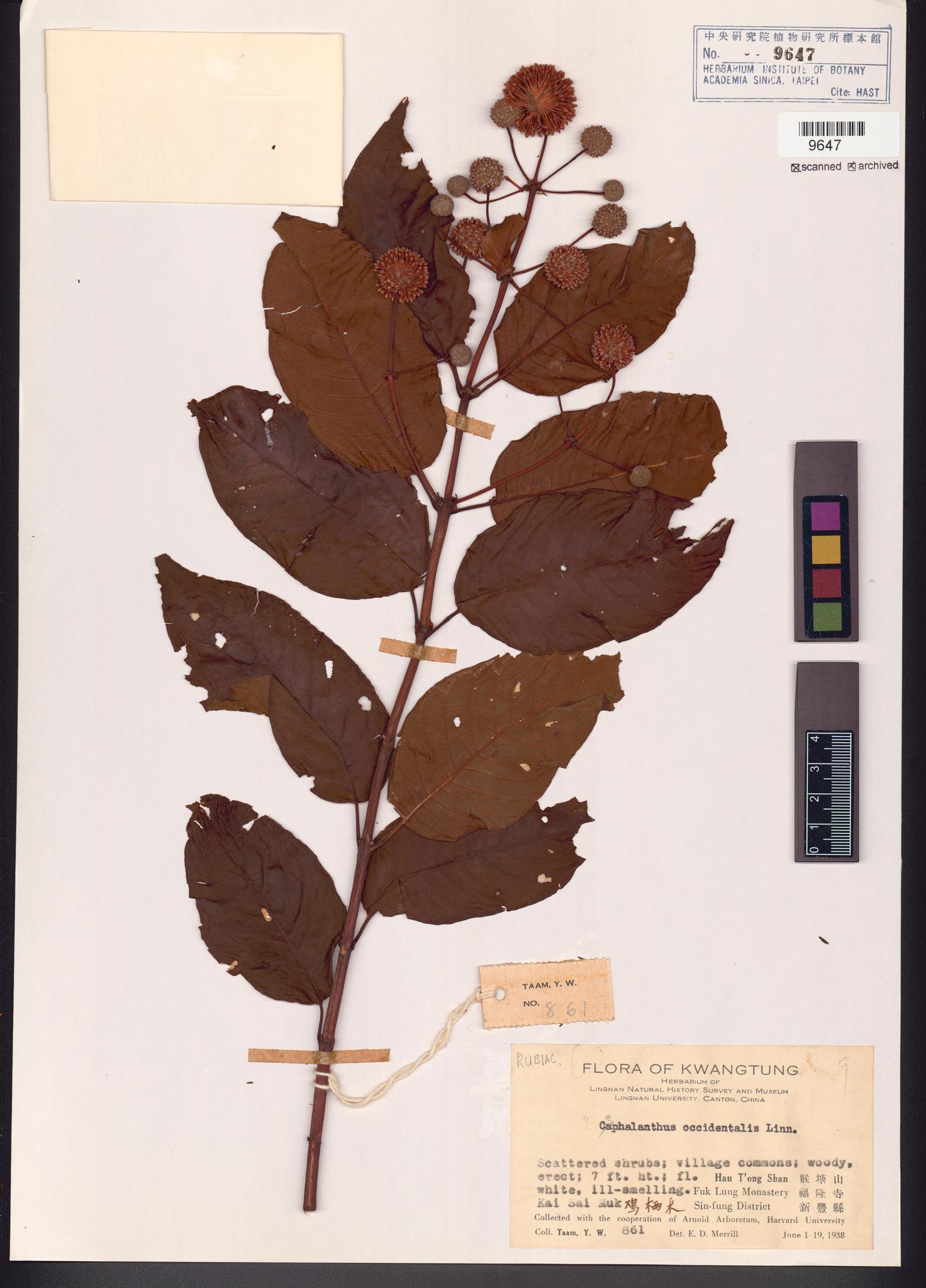 Sample image for viewer