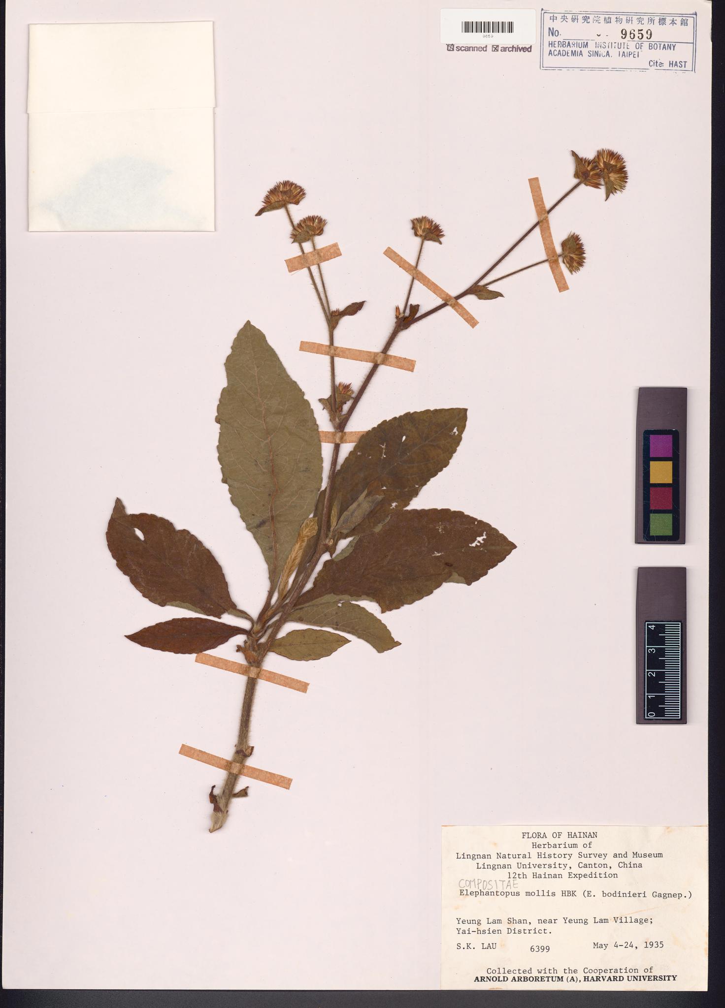 Sample image for viewer