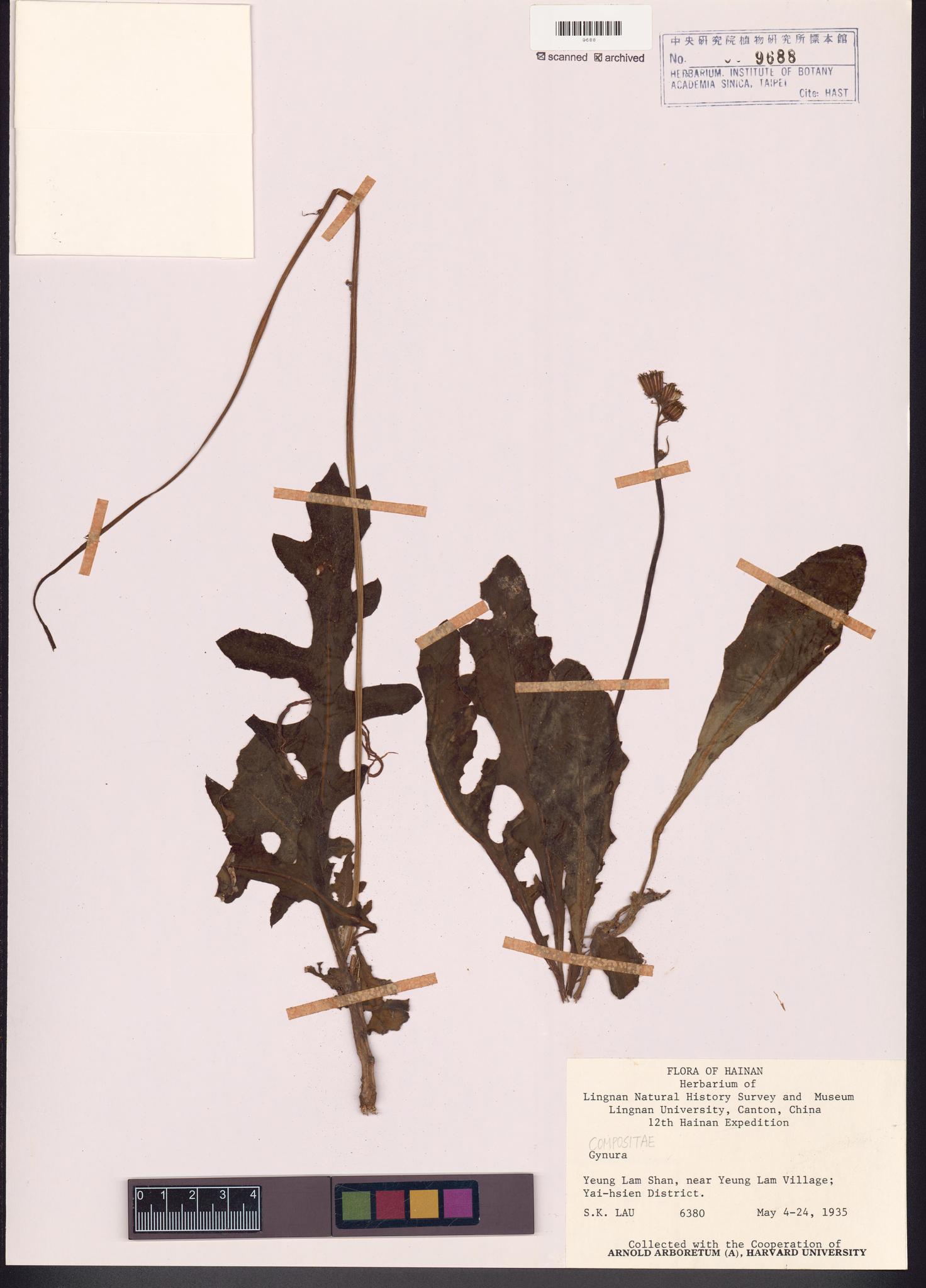 Sample image for viewer