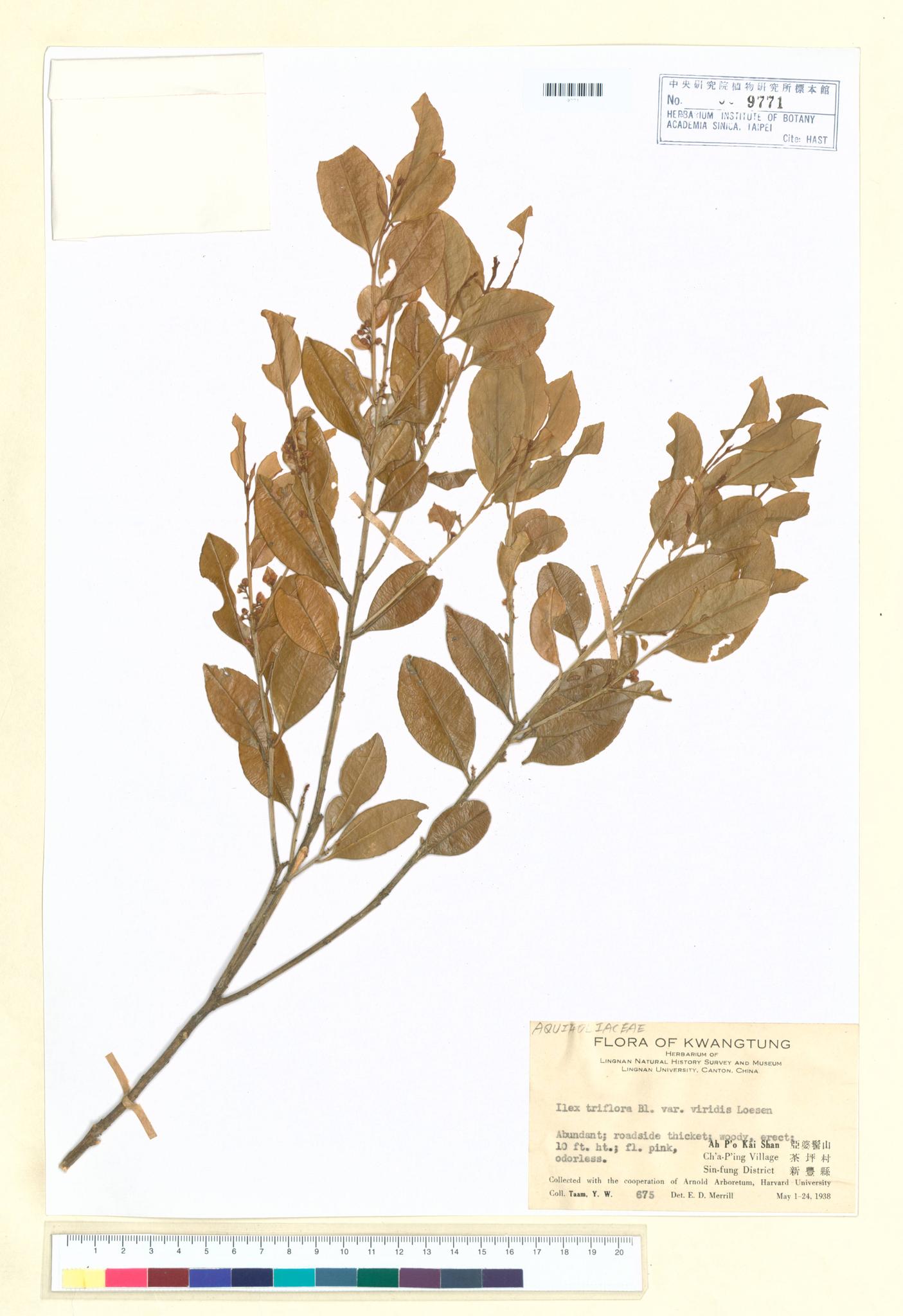 Sample image for viewer