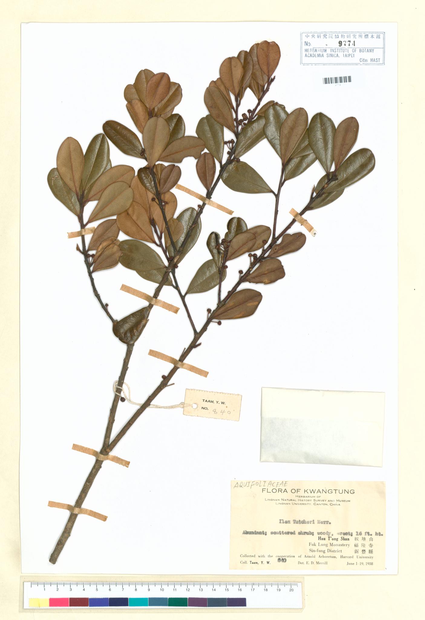 Sample image for viewer