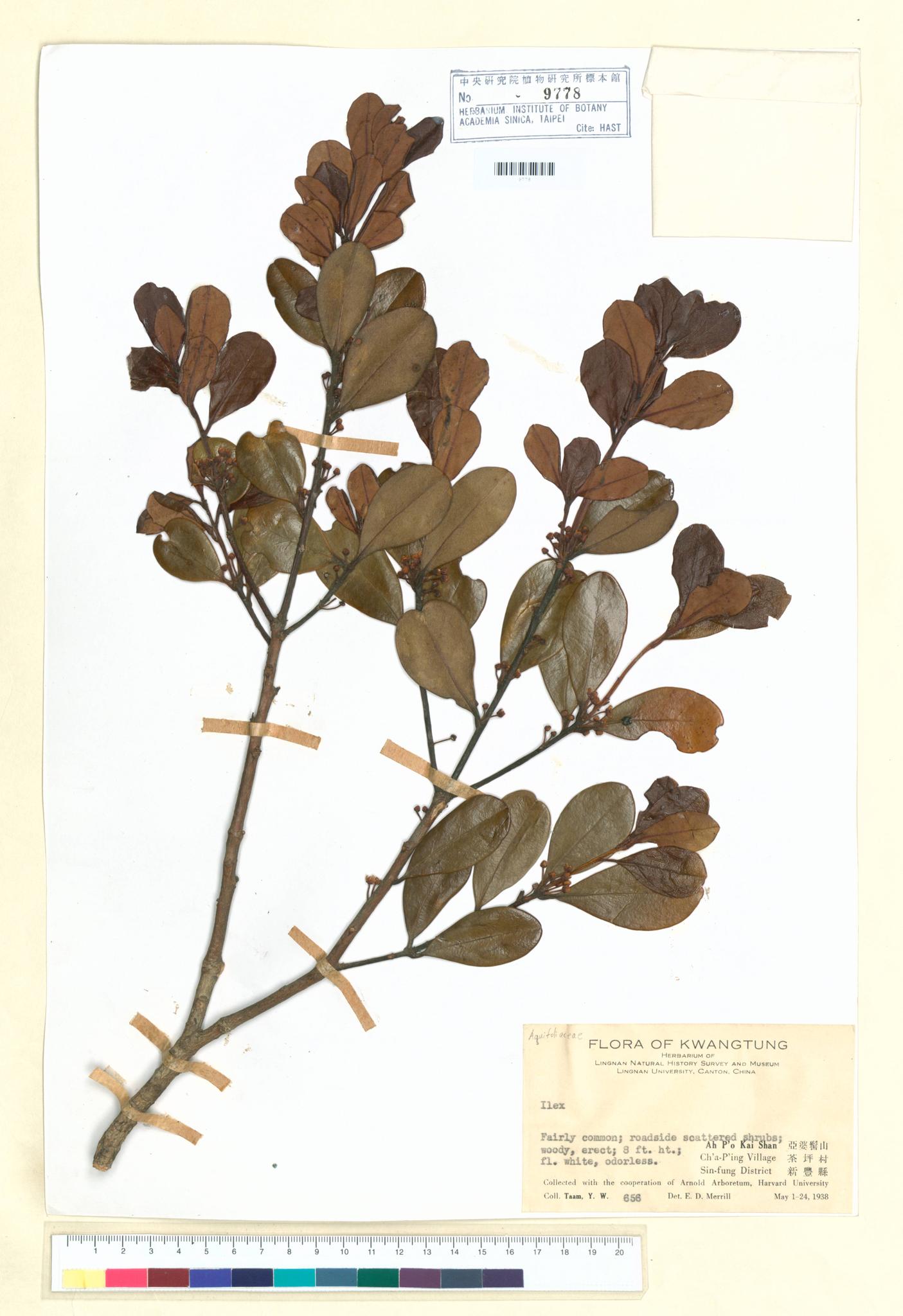 Sample image for viewer