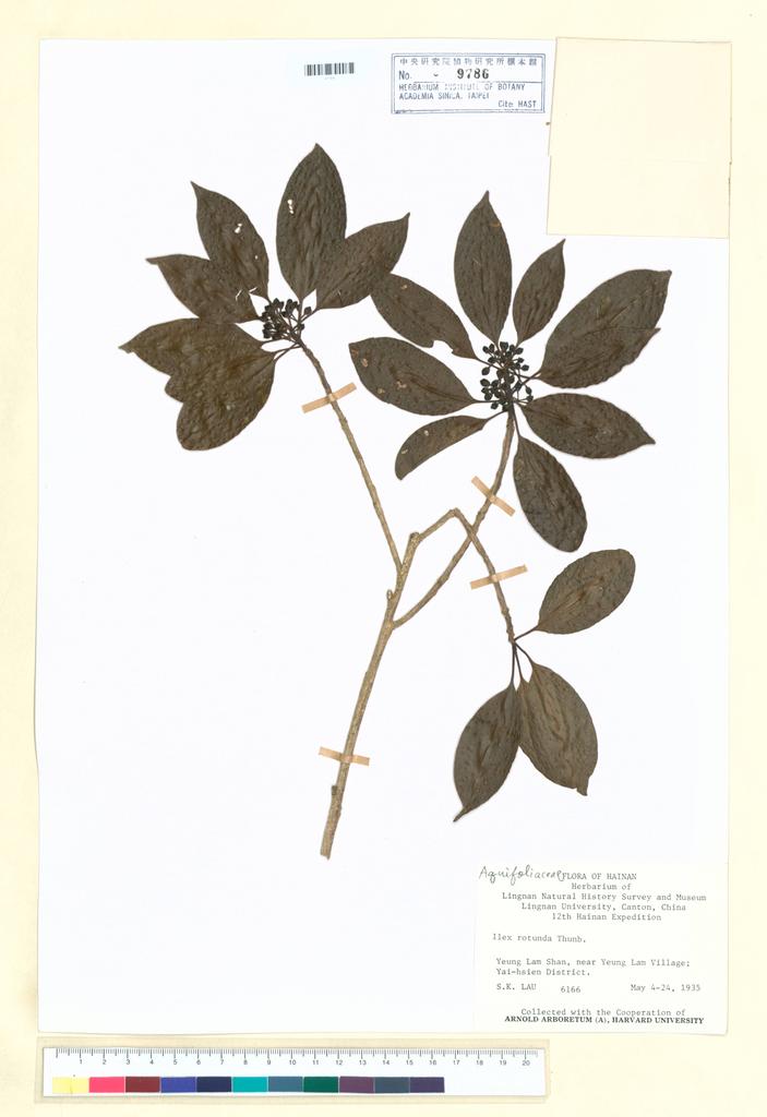 <Unit #99718 Lau, S. K. |  | 6166:: | Ilex rotunda Thunb.>