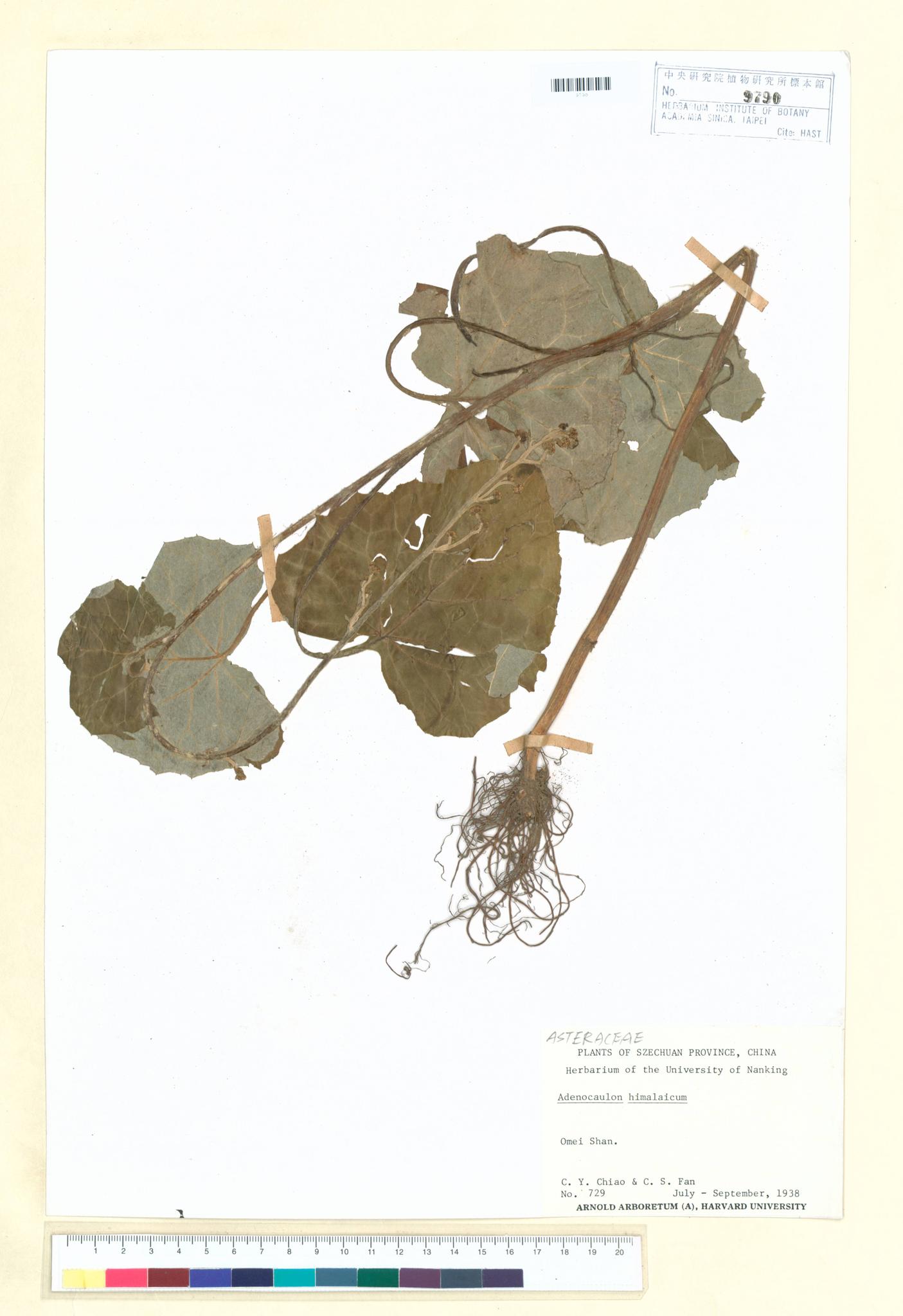 Sample image for viewer