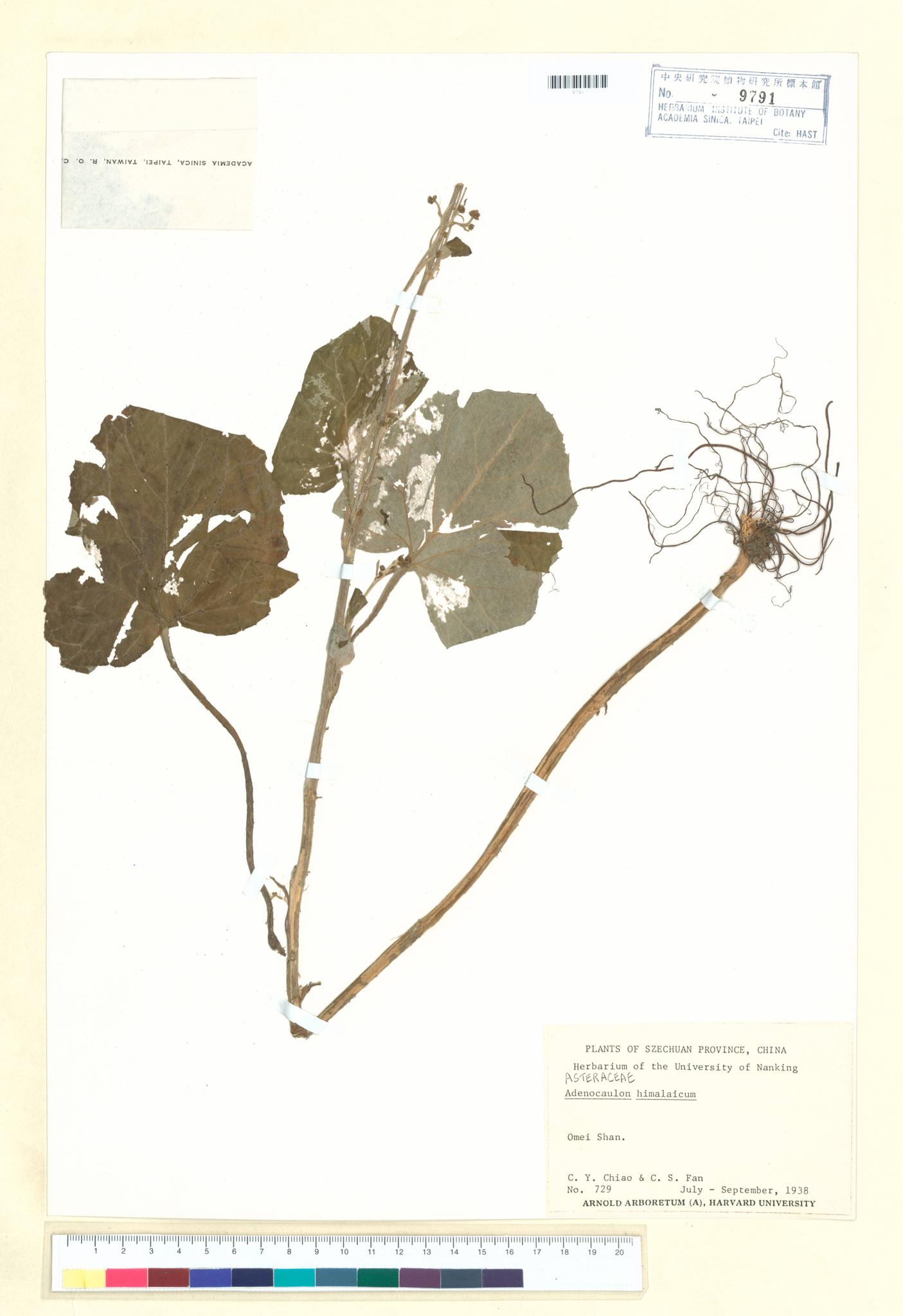 Sample image for viewer