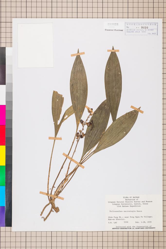 <Unit #109437 Lau, S. K. |  | 5550:: | Peliosanthes macrostegia Hance>