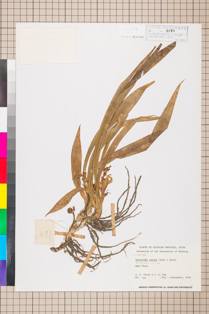 <Unit #109709  | 491:: | Reineckea carnea (Andrews) Kunth>