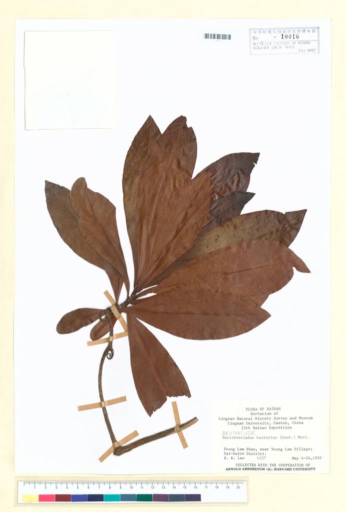 <Unit #98786  | 6227:: | Ancistrocladus tectorius (Lour.) Merr.>