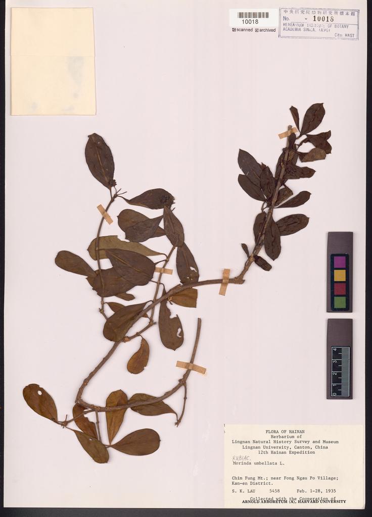 <Unit #116473 Lau, S. K. |  | 5458:: | Morinda umbellata L.>