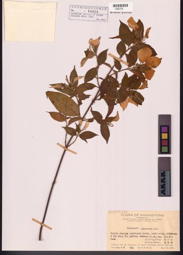 Mussaenda pubescens Ait. f.