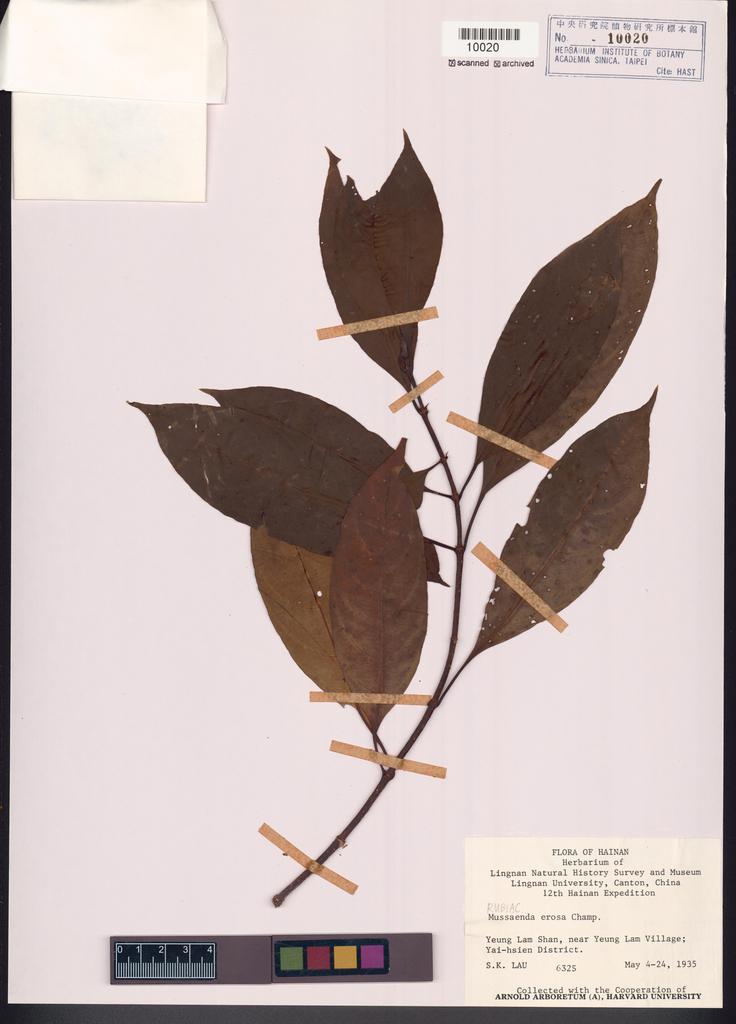 <Unit #107688 Lau, S. K. |  | 6325:: | Mussaenda erosa Champ. ex Benth.>