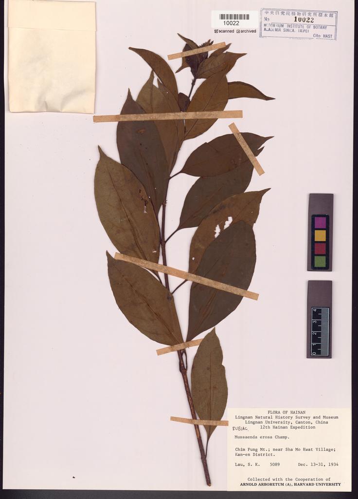 <Unit #107681 Lau, S. K. |  | 5089:: | Mussaenda erosa Champ. ex Benth.>