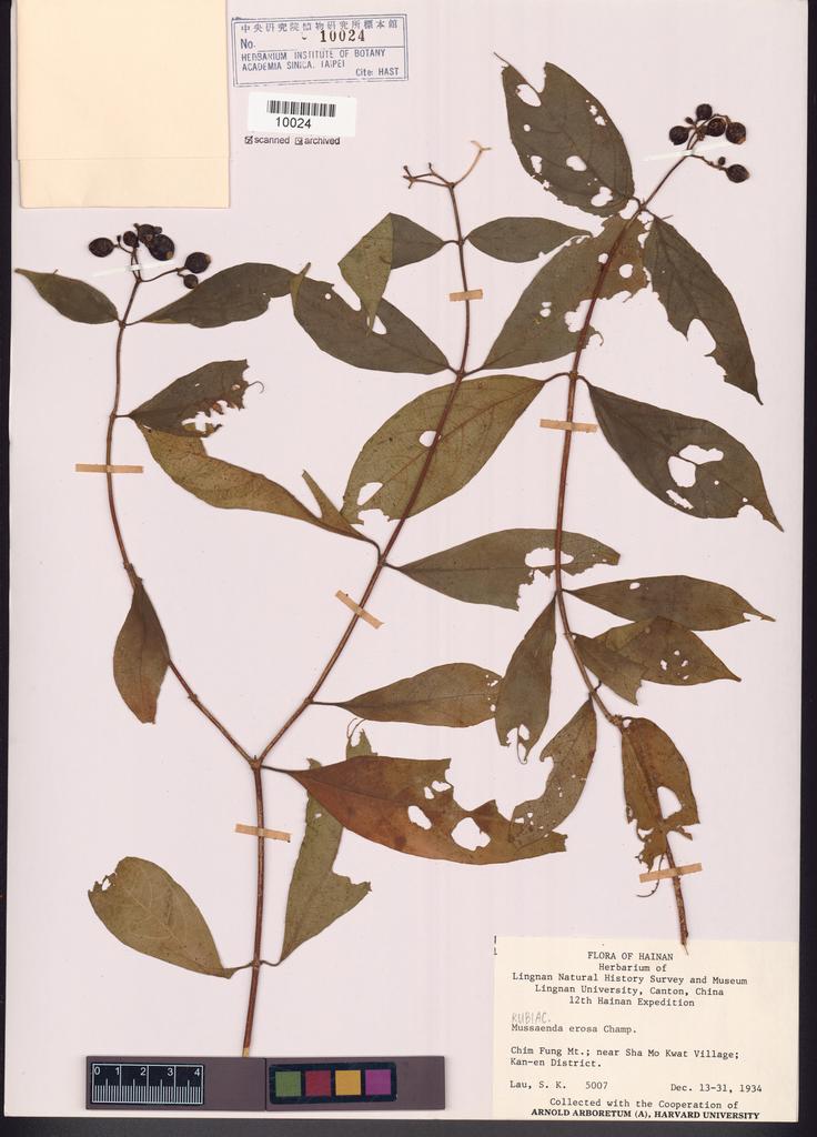 <Unit #107686 Lau, S. K. |  | 5007:: | Mussaenda erosa Champ. ex Benth.>