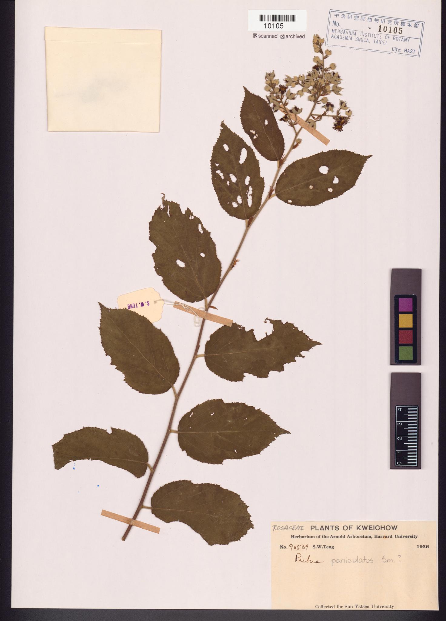 Sample image for viewer