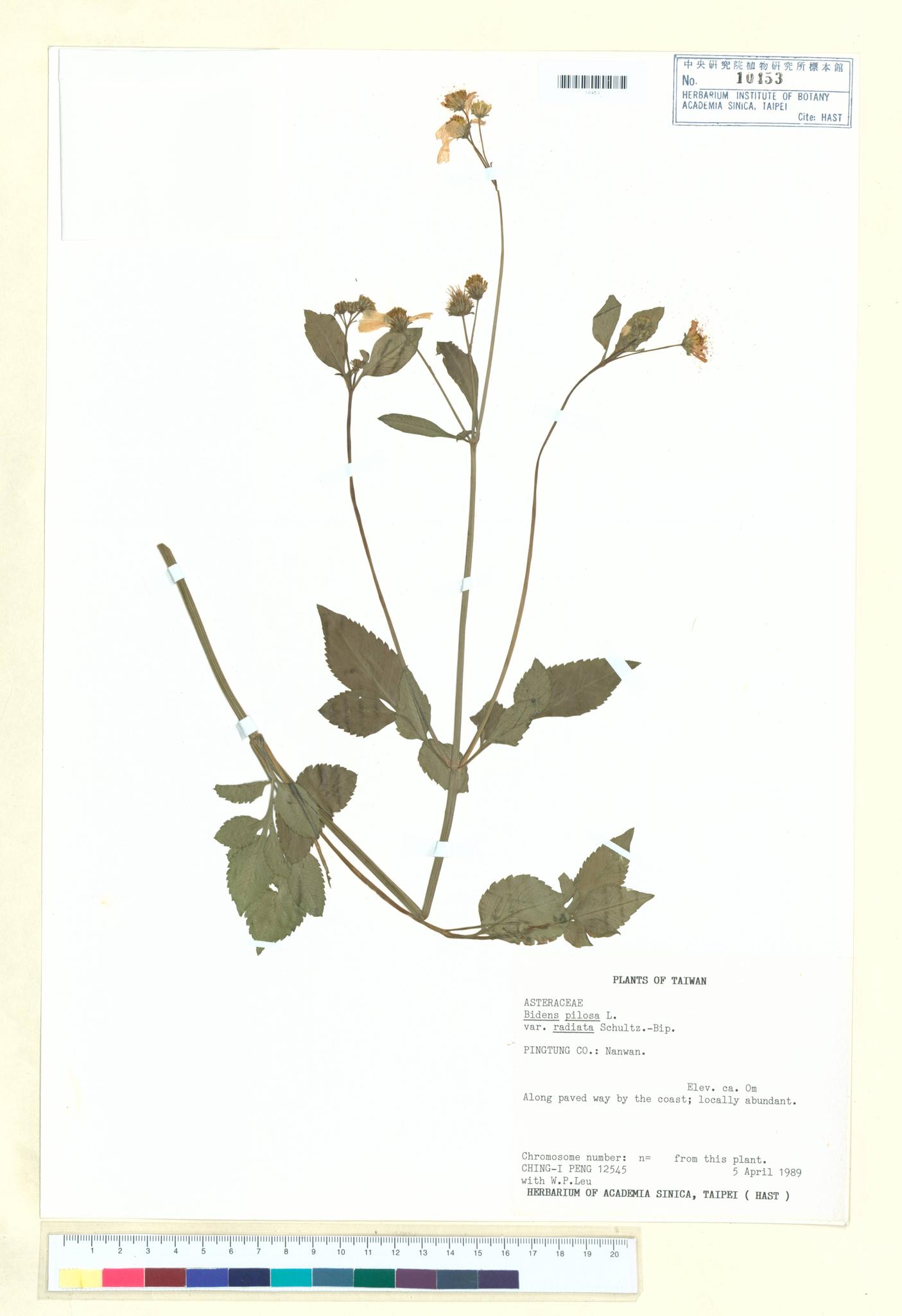 Sample image for viewer