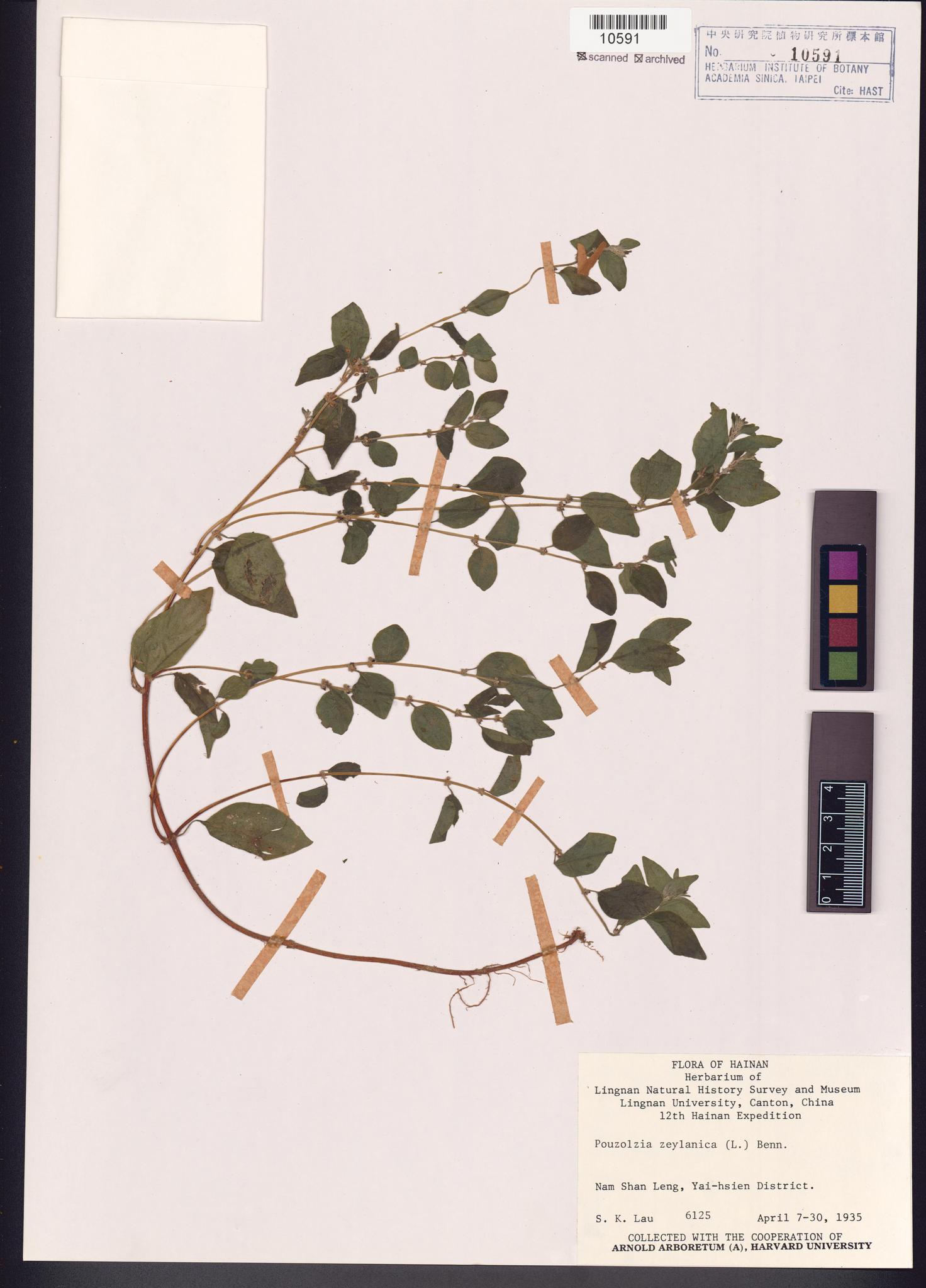 Sample image for viewer