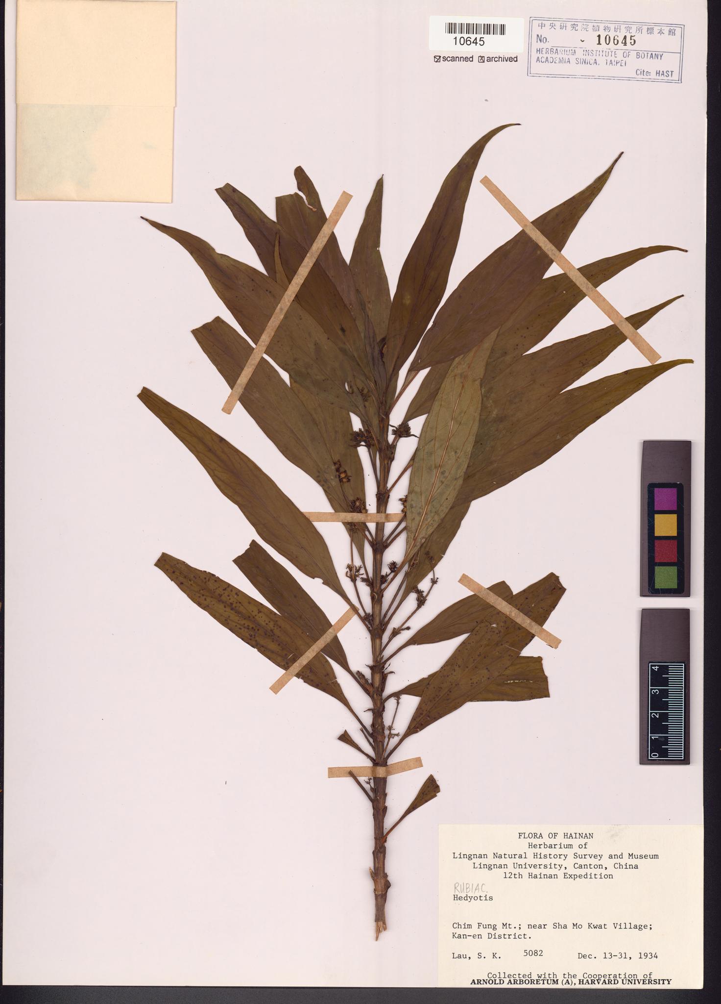 Sample image for viewer