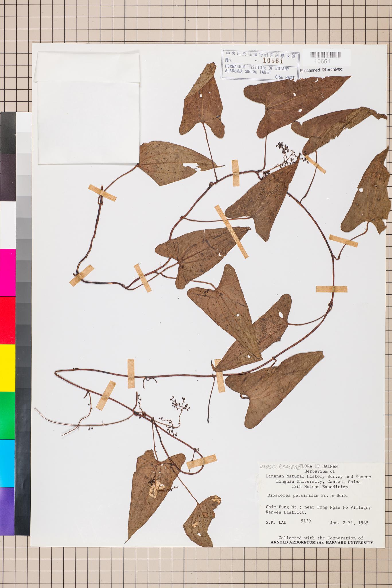 Sample image for viewer