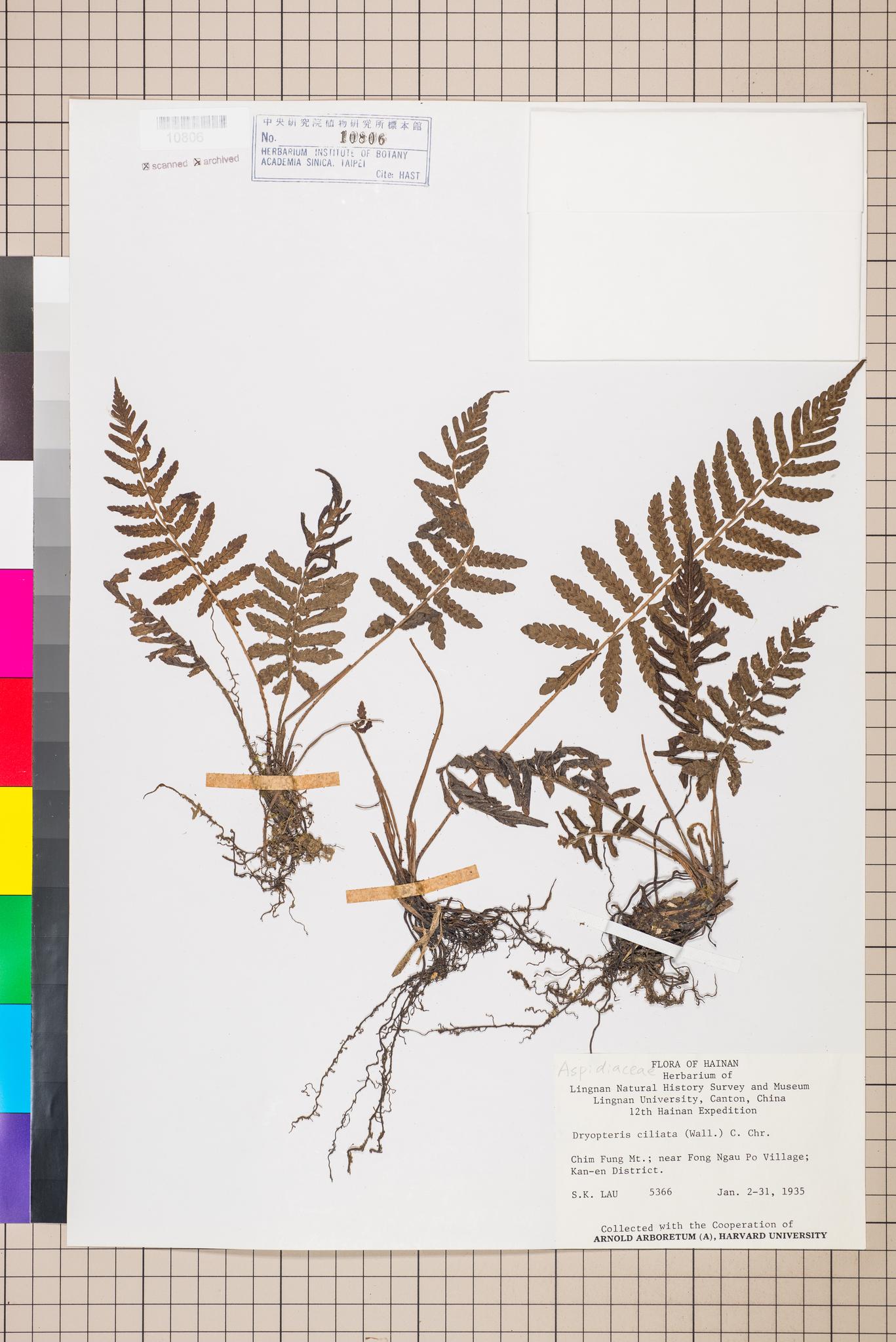 Sample image for viewer