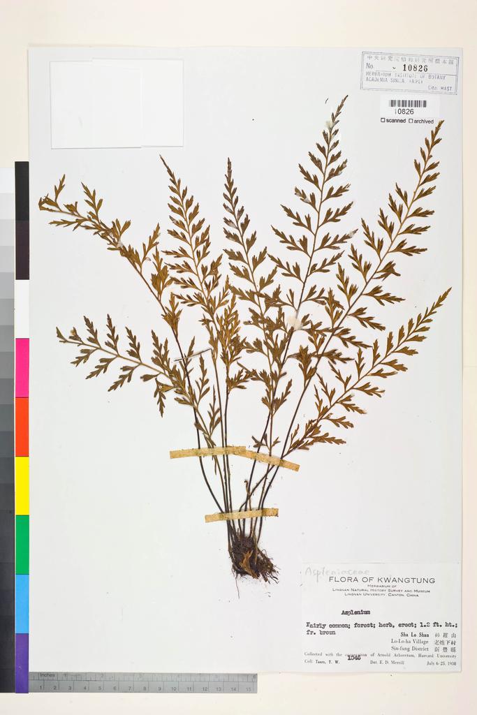 <Unit #128429 Taam, Y.-W. |  | 1046:: | Asplenium>