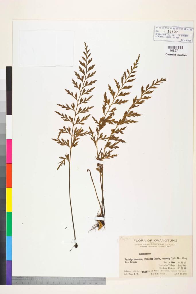 <Unit #128430 Taam, Y.-W. |  | 1046:: | Asplenium>