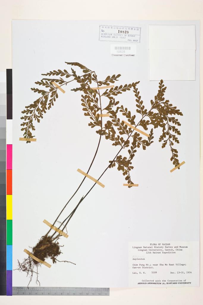 <Unit #128431 Lau, S. K. |  | 5109:: | Asplenium>