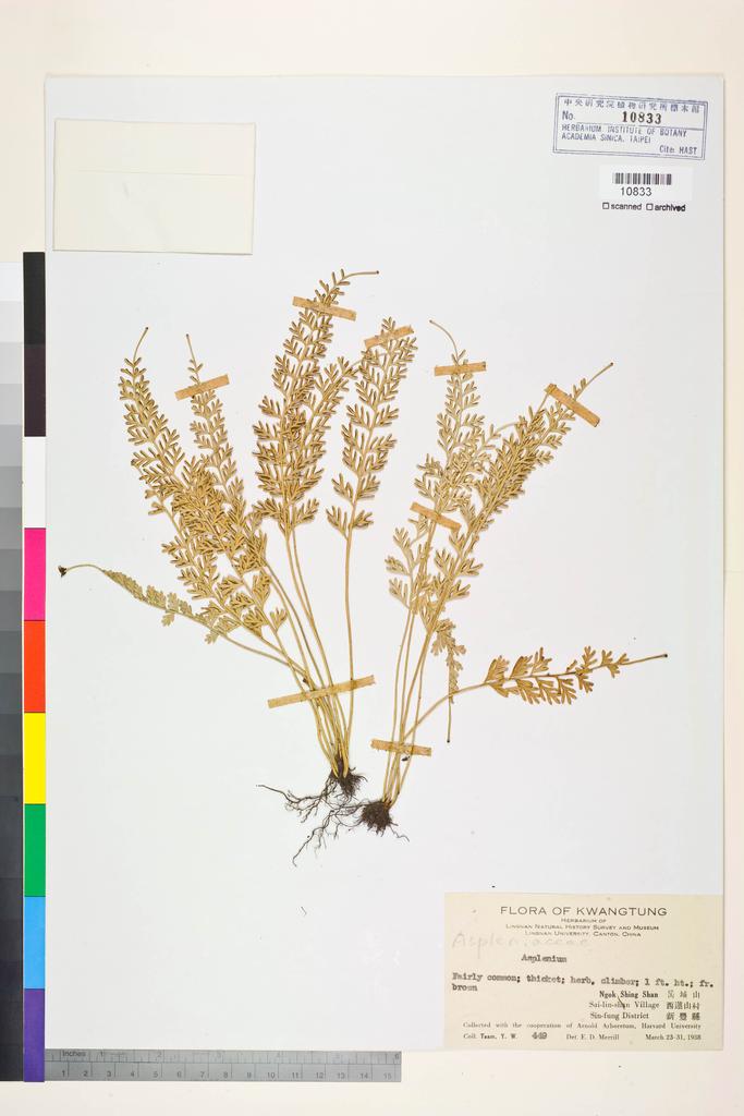<Unit #128424 Taam, Y.-W. |  | 449:: | Asplenium>