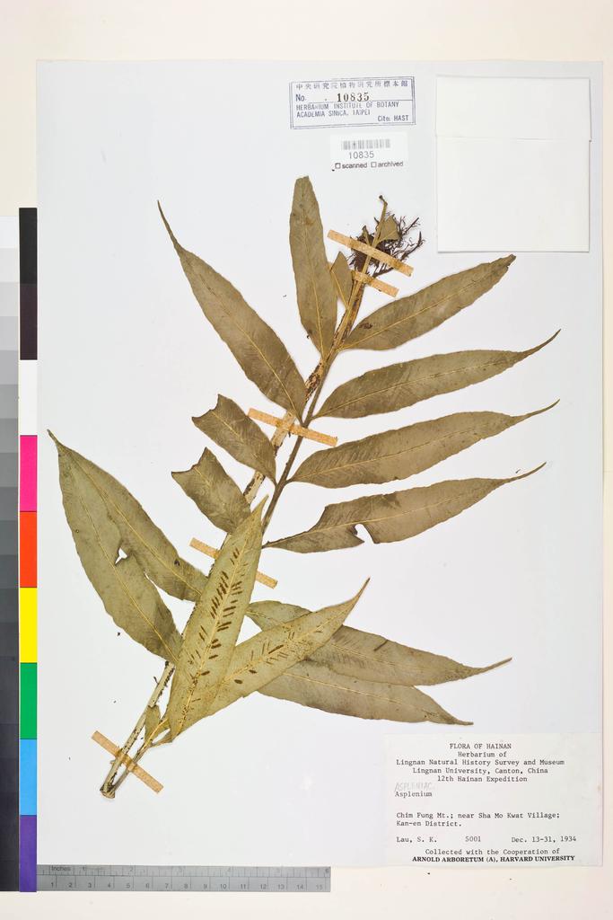 <Unit #128421 Lau, S. K. |  | 5001:: | Asplenium>