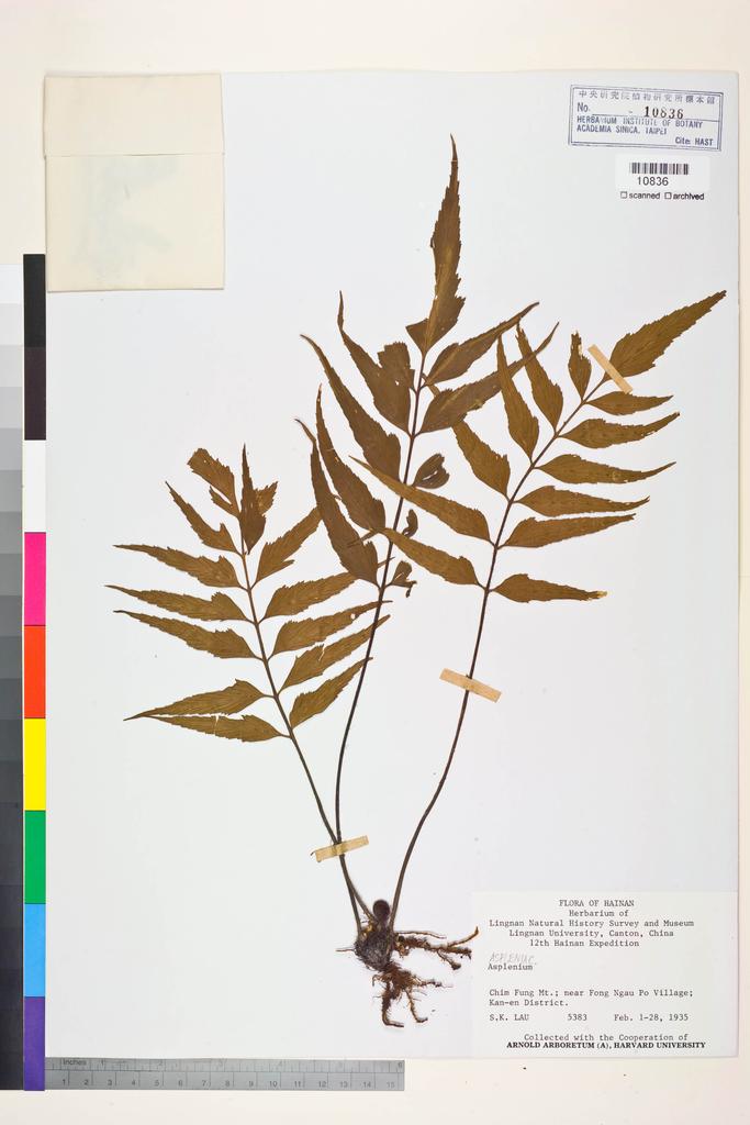 <Unit #128422 Lau, S. K. |  | 5383:: | Asplenium>