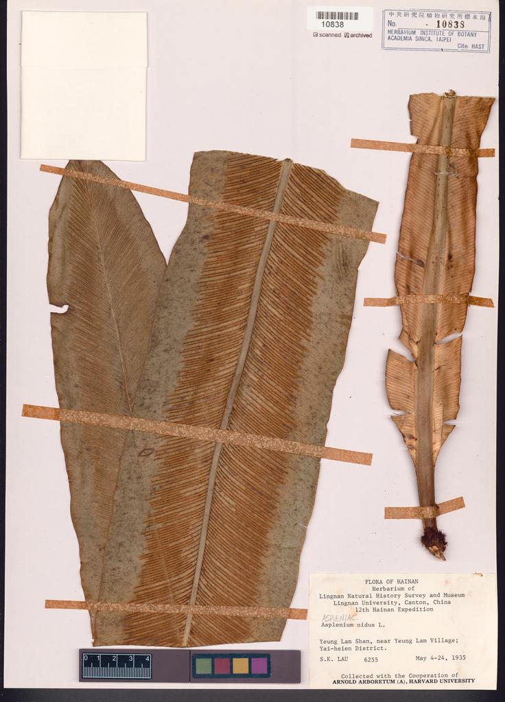 <Unit #128376 Lau, S. K. |  | 6255:: | Asplenium nidus L.>