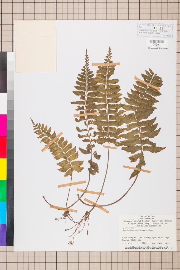<Unit #128372 Lau, S. K. |  | 5606:: | Asplenium unilaterale Lam.>