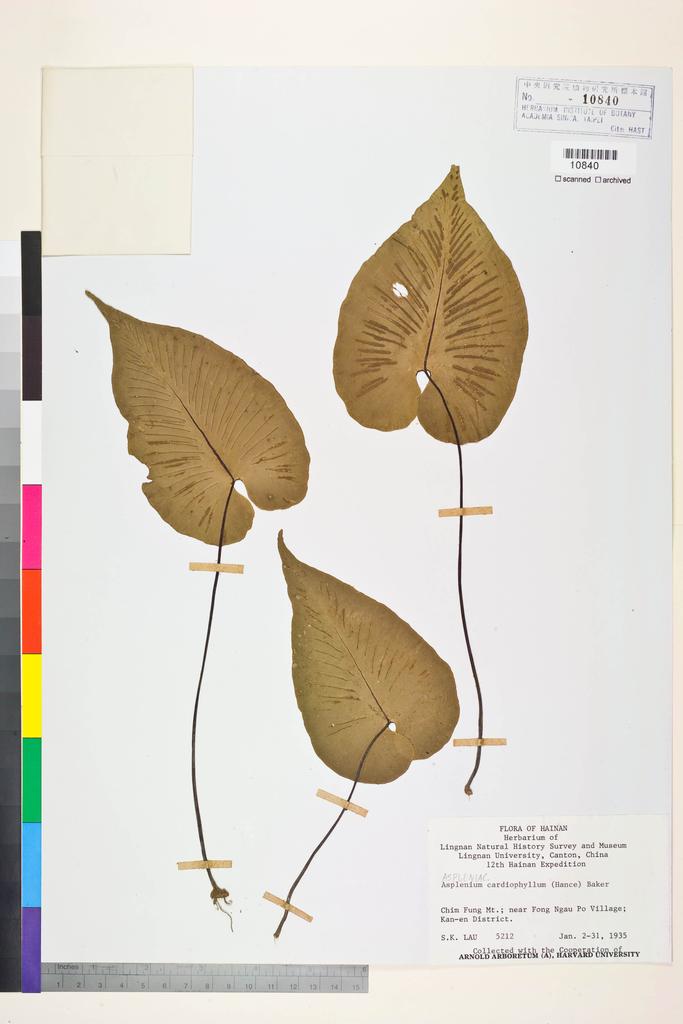 <Unit #128447 Lau, S. K. |  | 5212:: | Asplenium cardiophyllum (Hance) Baker>