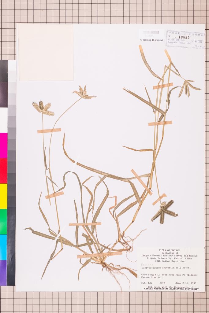 <Unit #108963 Lau, S. K. |  | 5183:: | Dactyloctenium aegyptium (L.) Willd.>