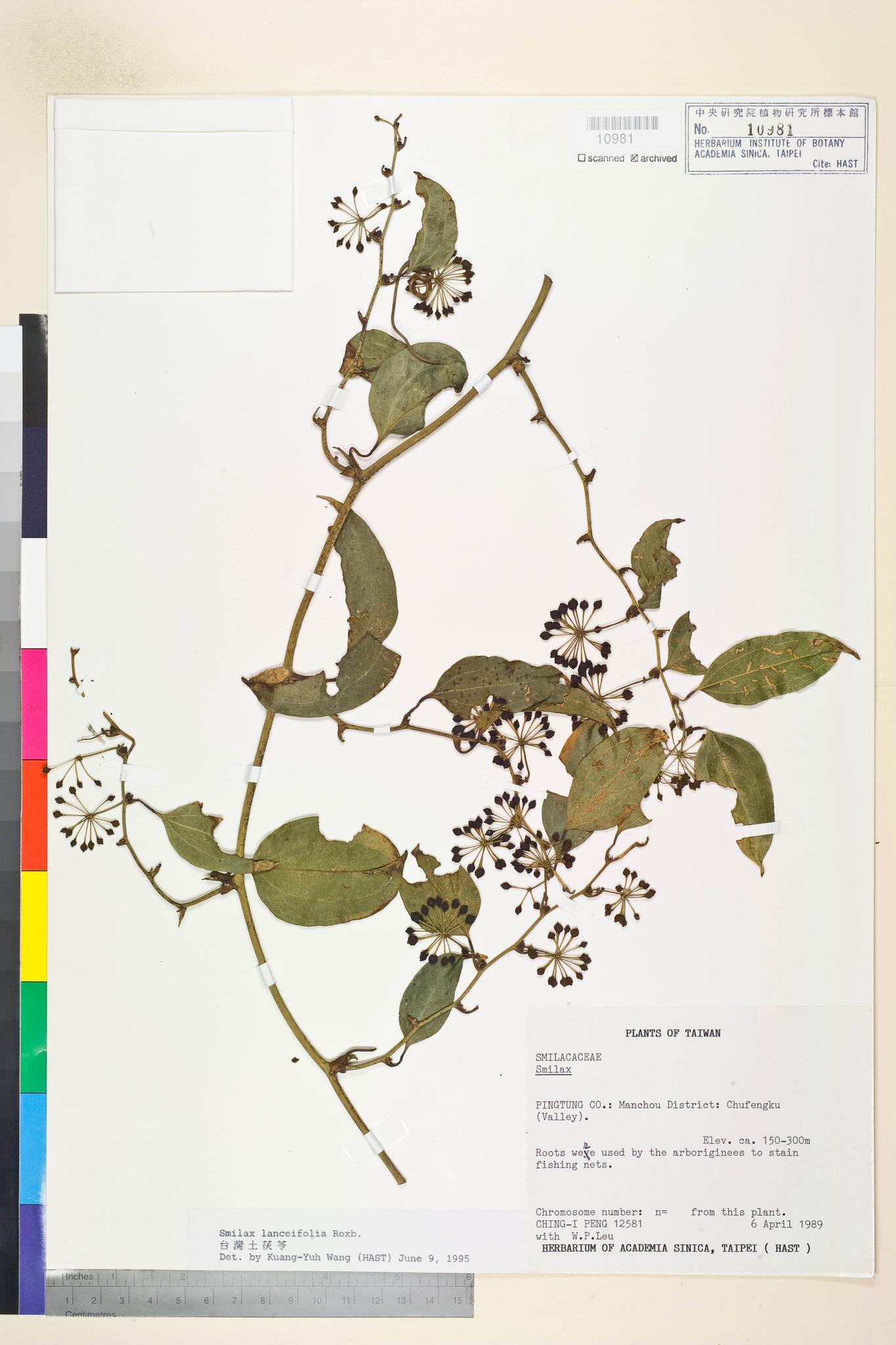 Sample image for viewer