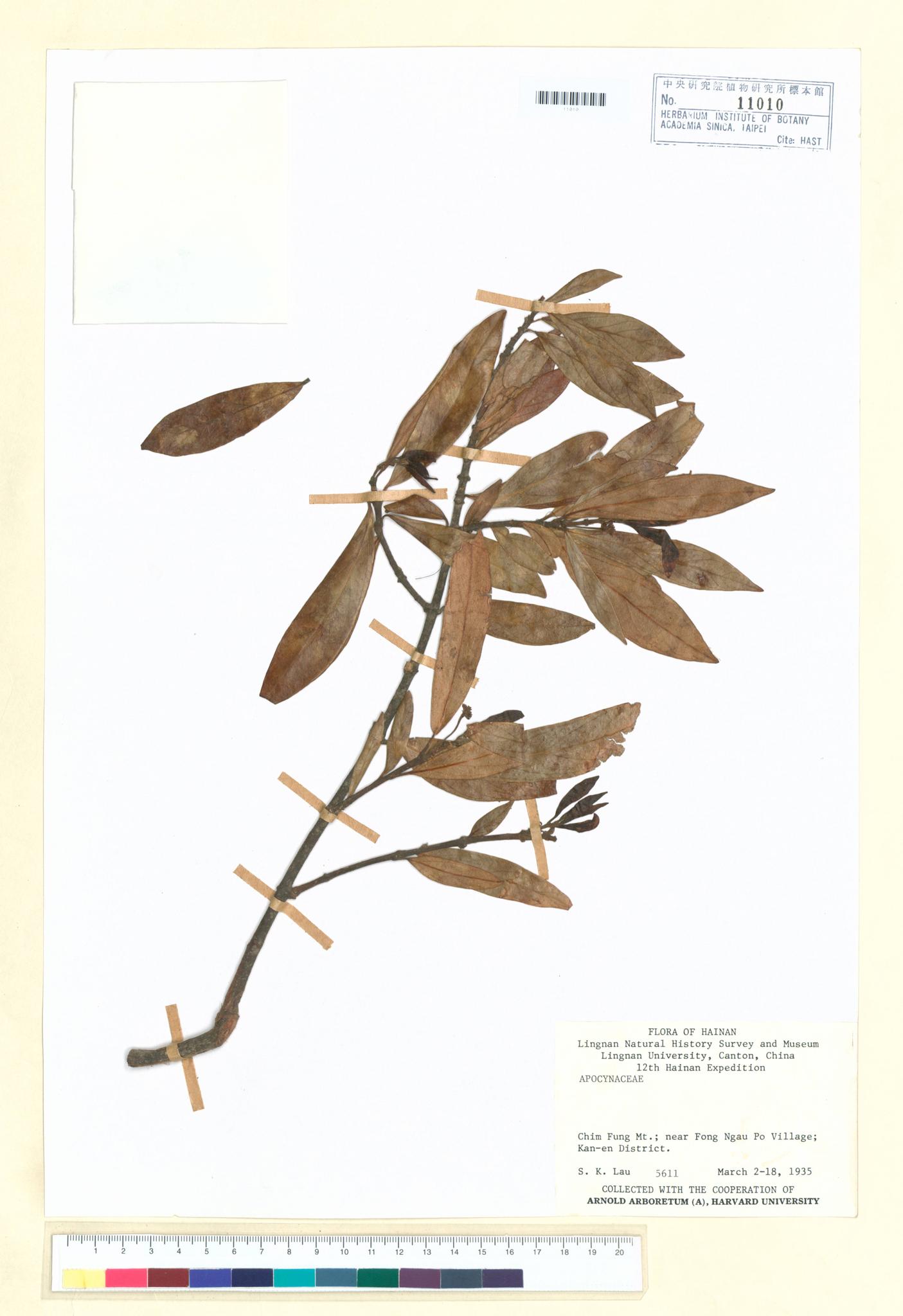 Sample image for viewer