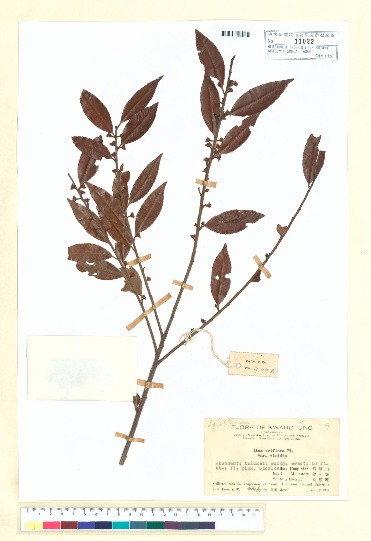 Specimen image