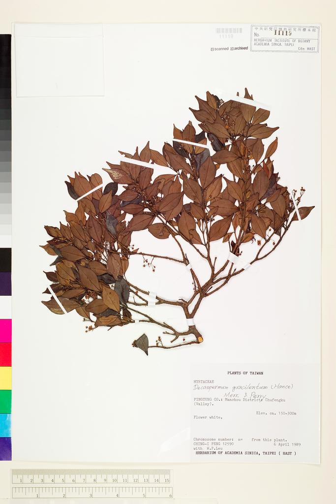 <Unit #24604 Peng, Ching-I | 彭鏡毅 | 12590:: | Decaspermum gracilentum (Hance) Merr. & Perry>