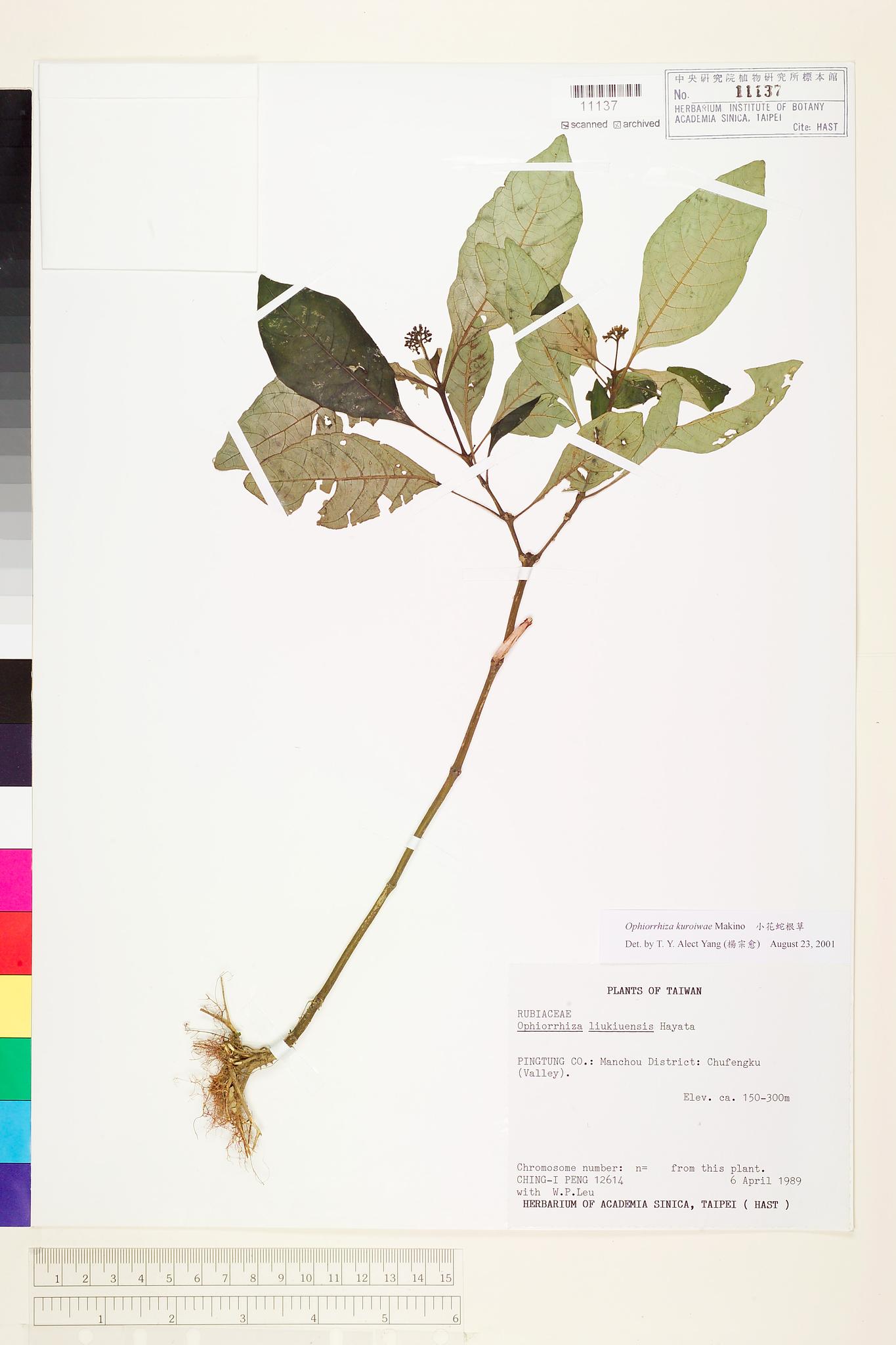 Sample image for viewer