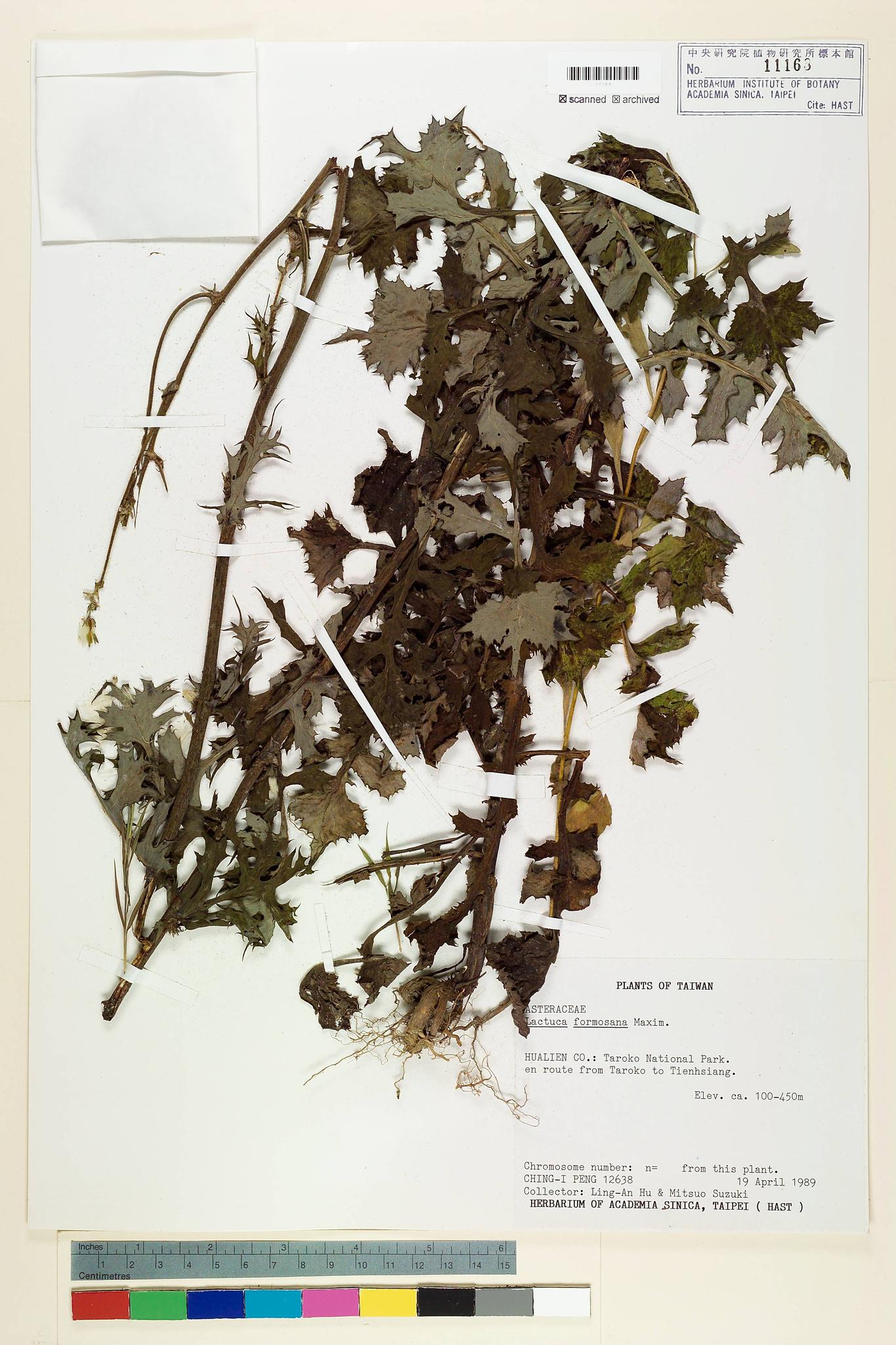 Sample image for viewer