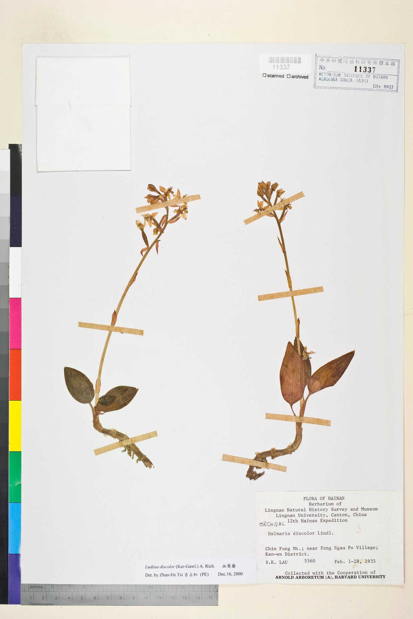 Sample image for viewer