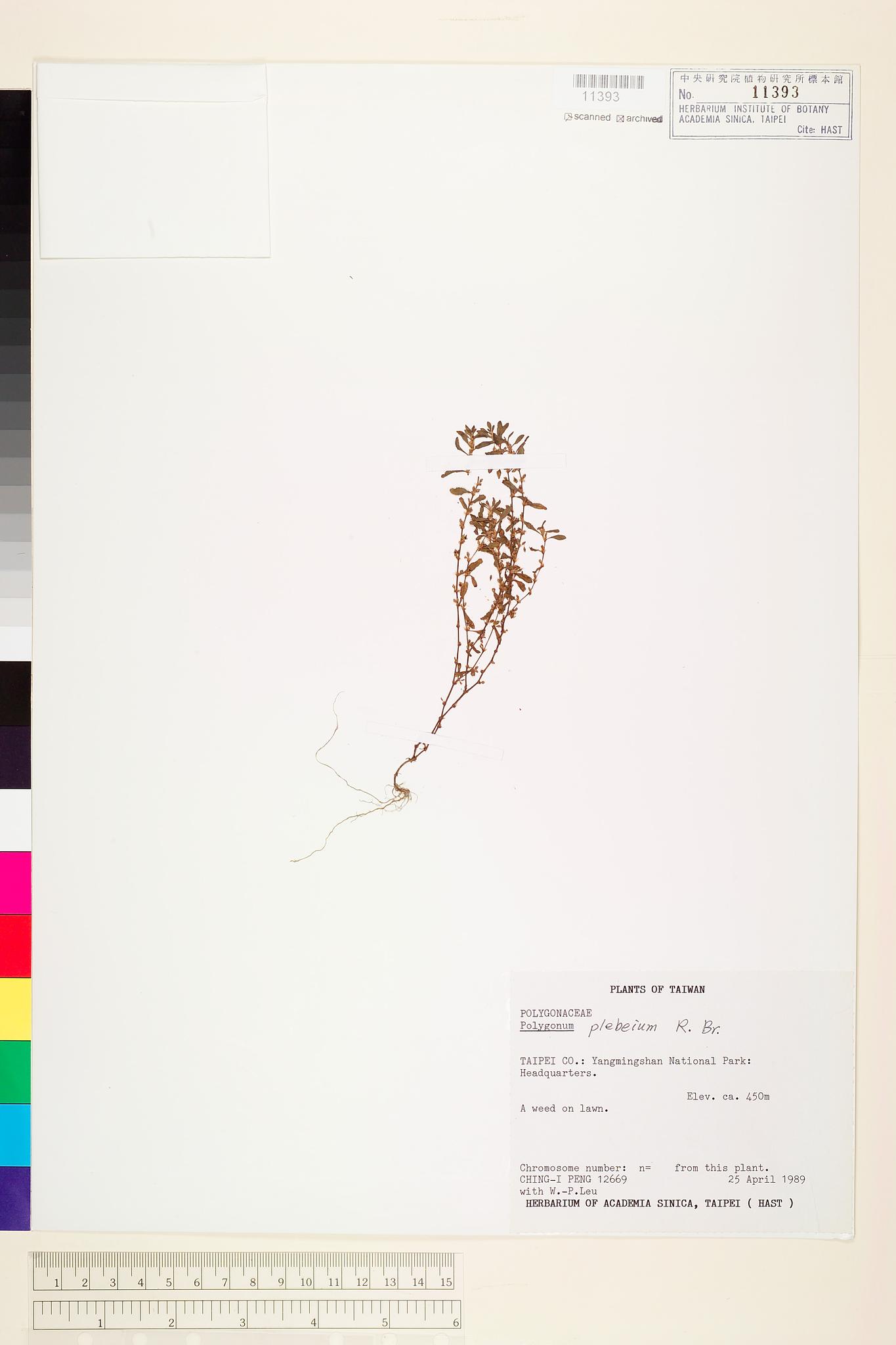 Sample image for viewer