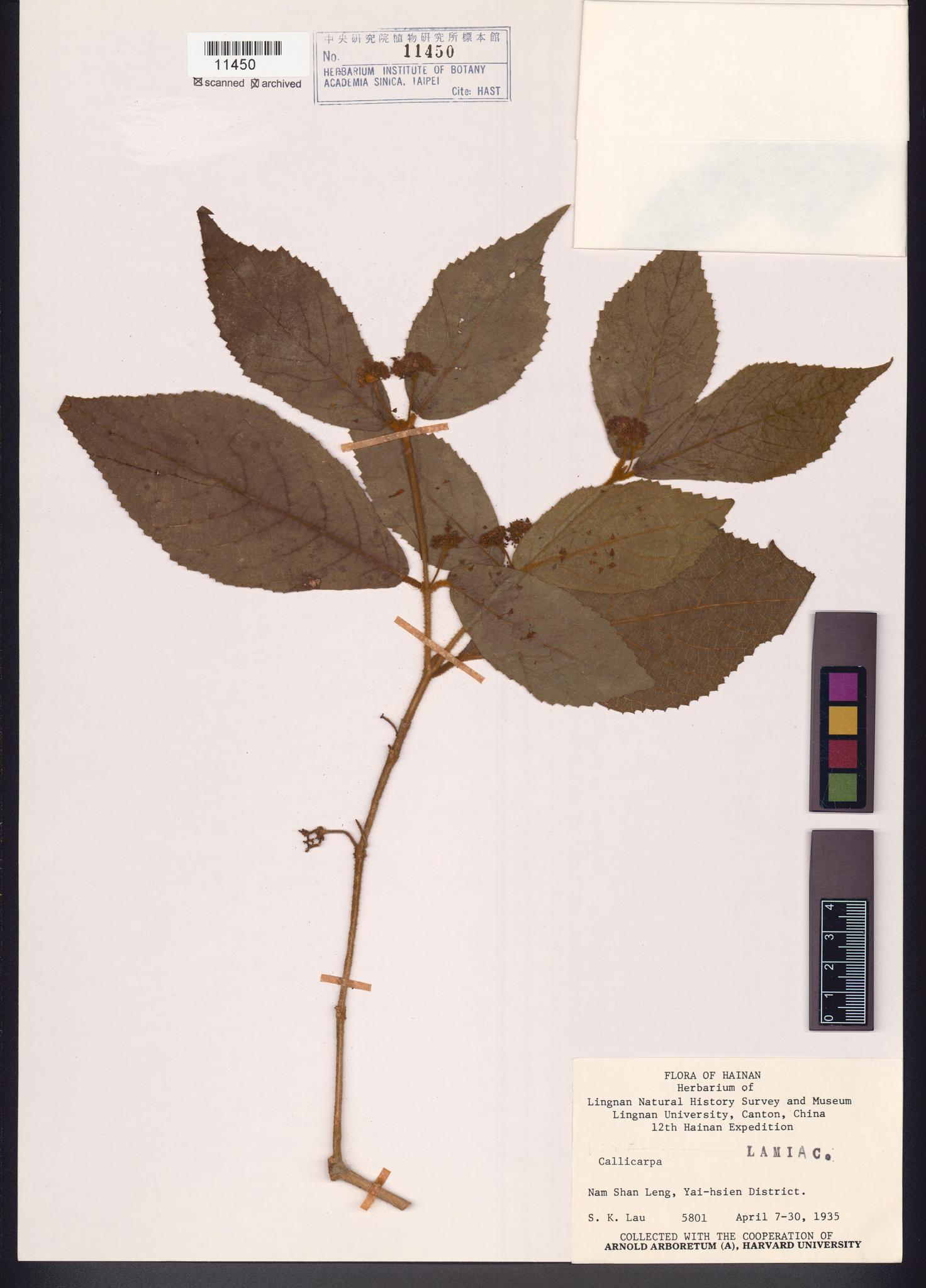 Sample image for viewer