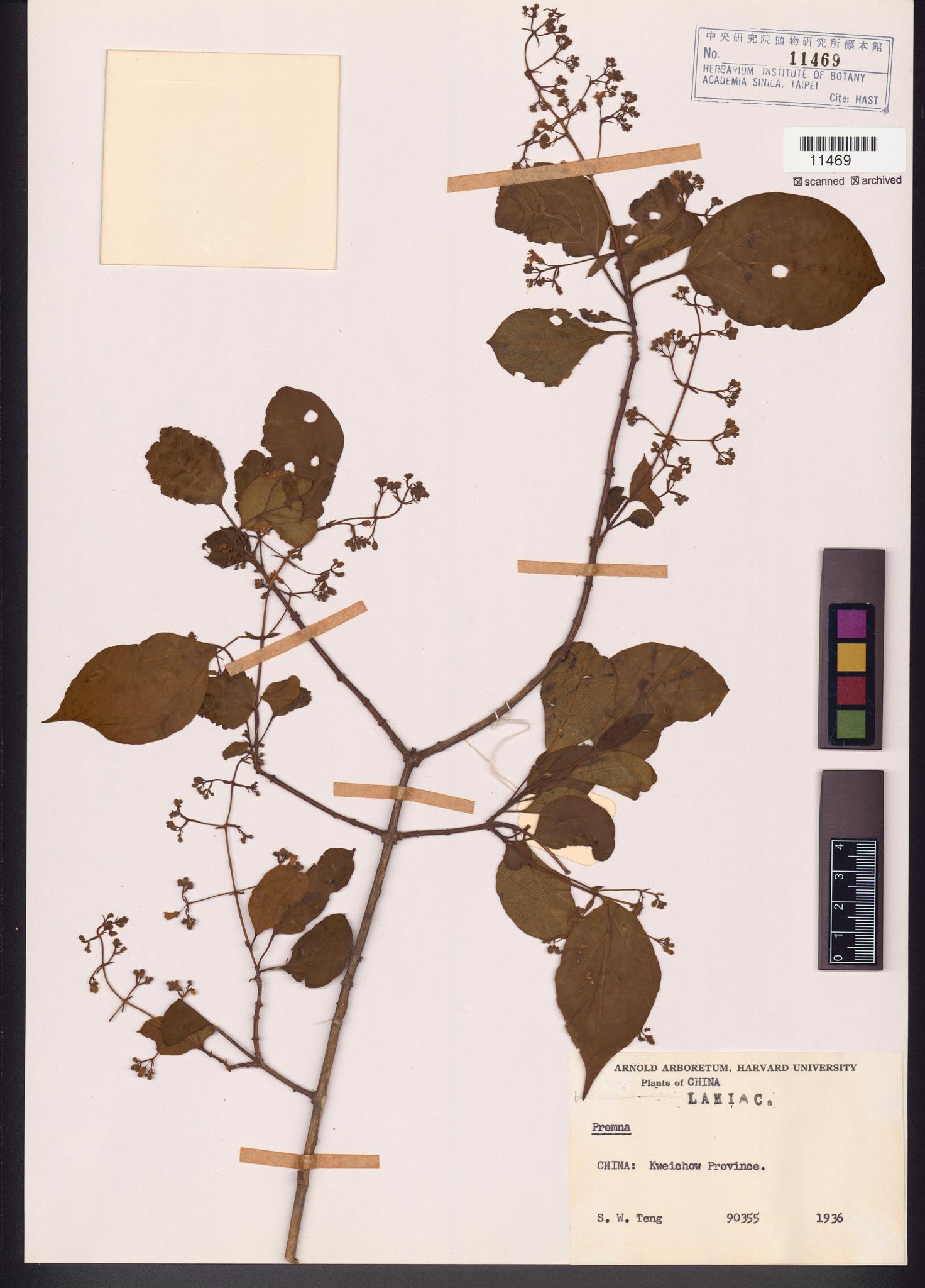 Sample image for viewer