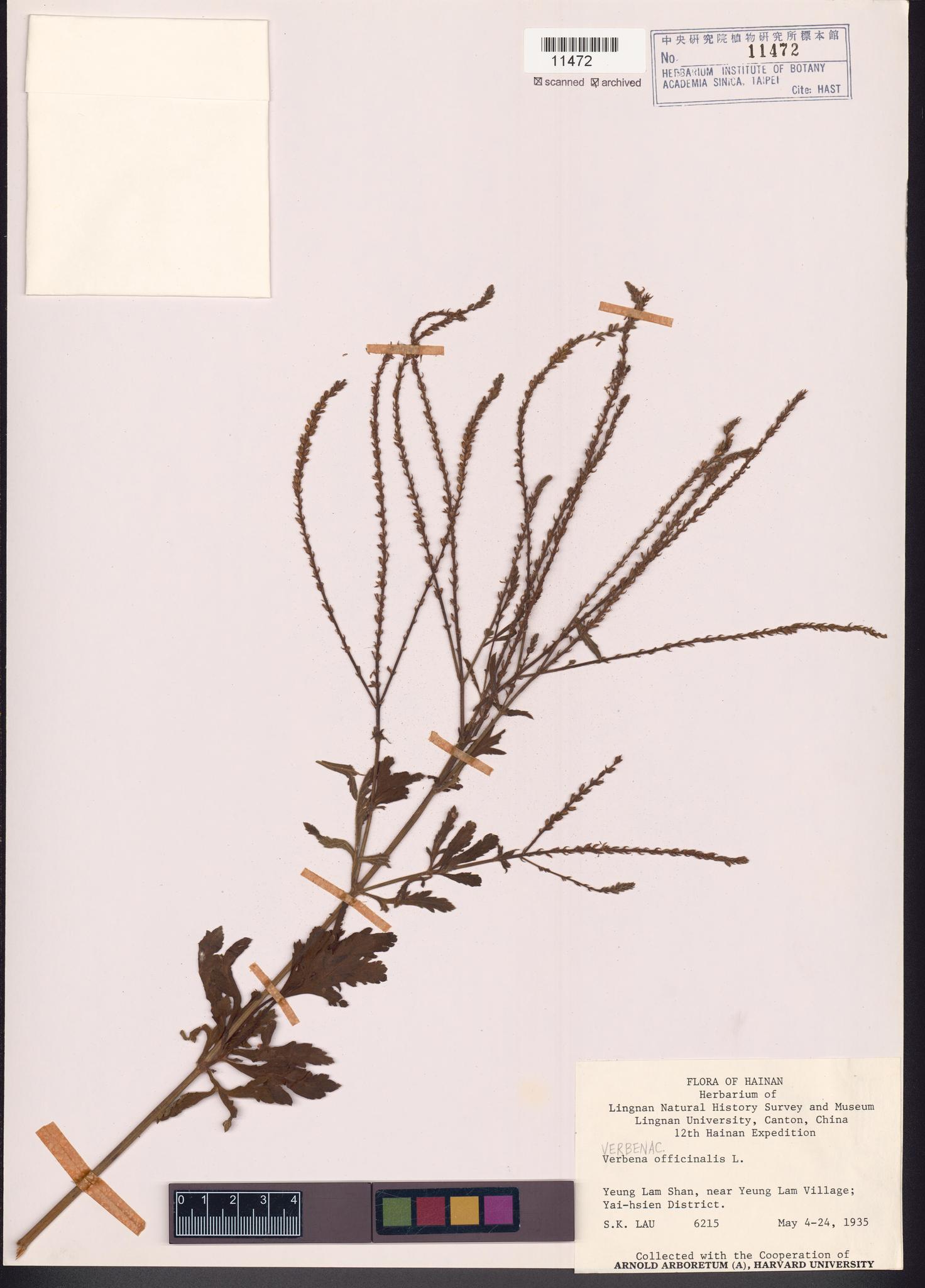 Sample image for viewer