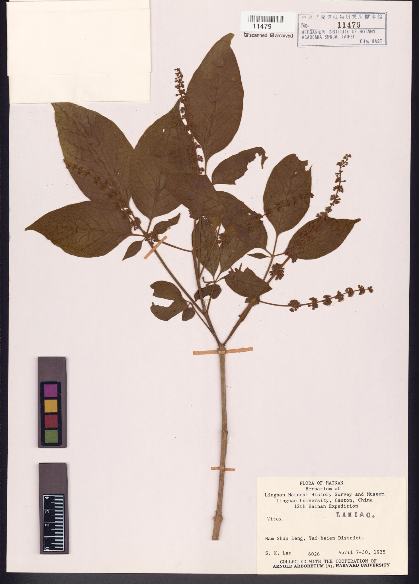 Sample image for viewer