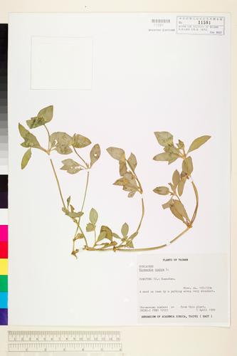Richardia scabra L.
